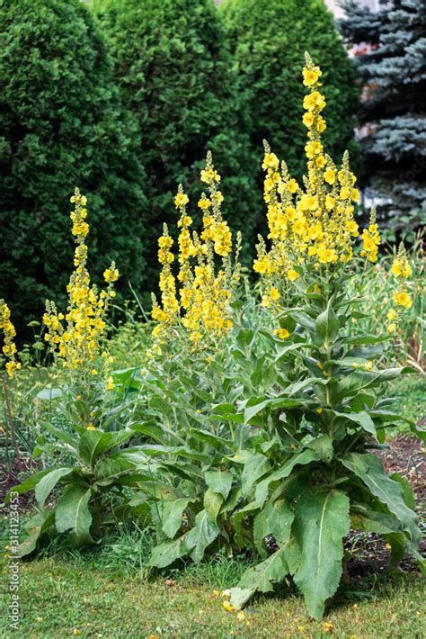 Verbascum in crescita